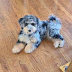 Meet your Posher, Andraia